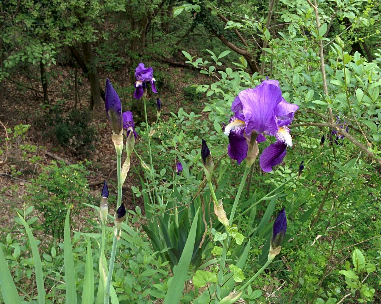 Iris germanica